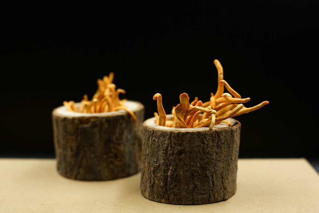 Nutrient Spotlight: Cordyceps